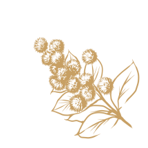 FMT0105 - Wattle FMT0105 - Wattle