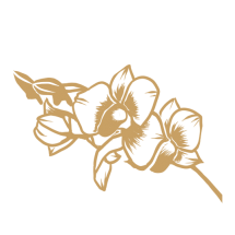 FMT0140 - Orchids 2 FMT0140 - Orchids 2