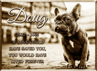 French Bulldog French Bulldog