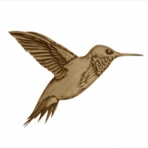 Humming Bird Humming Bird